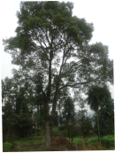 第20篇-终-1120同安村-当中厝36-1338.png
