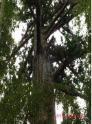 第20篇-终-1120同安村-当中厝36-1339.png