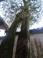 第20篇-终-1120同安村-当中厝36-1340.png