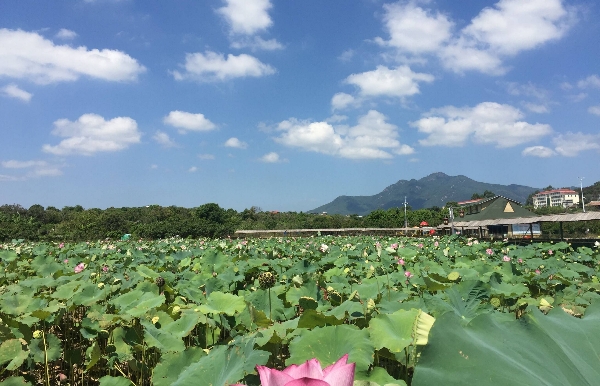 荷花池