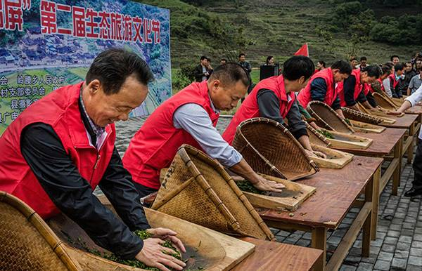 工夫红茶揉茶