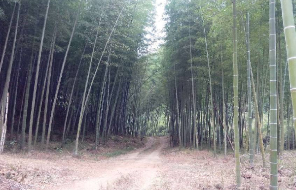 毛竹林