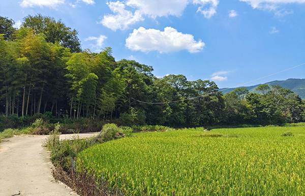 稻田
